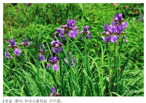 붓꽃 키우기와 관리방법 :붓꽃 씨앗 파종하기 / 파종시기, .